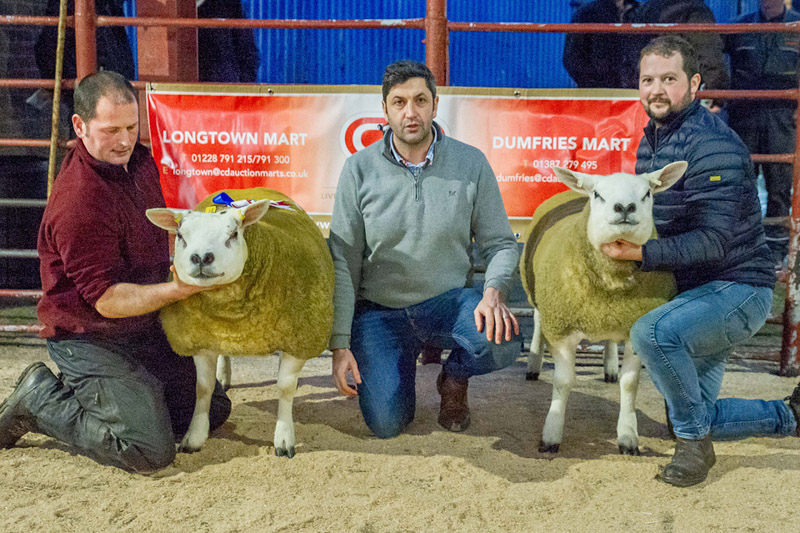 First and Second Prize Texel Shearling